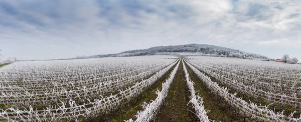 Bonita paisagem inverno vinhedo gelado — Fotografia de Stock