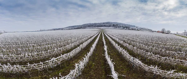 Hermoso invierno helado viñedo paisaje — Foto de Stock