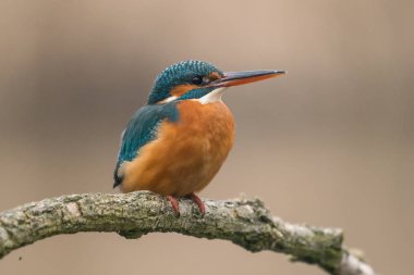 Genel Kingfisher (Alcedo at this)