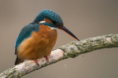 Genel Kingfisher (Alcedo at this)
