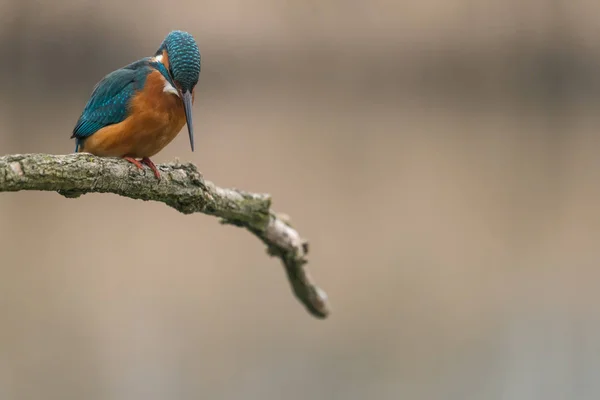 一般的なカワセミ(Alcedo atthis) — ストック写真