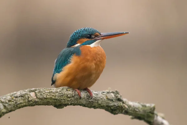 Загальний рибалка (alcedo atthis ) — стокове фото