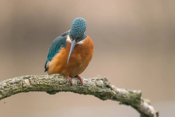 Közönséges királyhalász (Alcedo atthis) — Stock Fotó