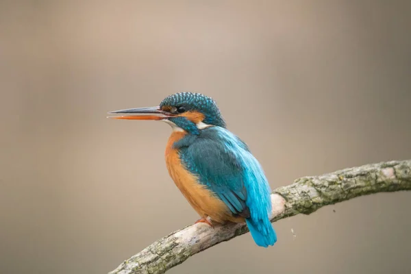 Re pescatore comune (Alcedo atthis ) — Foto Stock