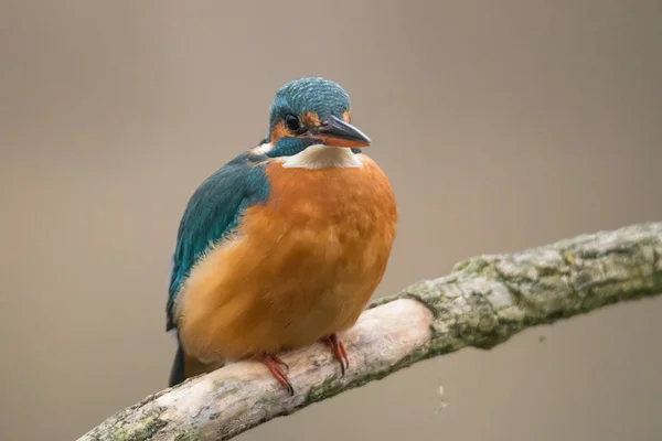 Ledňáček obecný (Alcedo atthis) — Stock fotografie