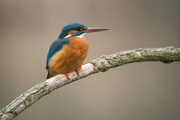 Gemensam kungsfiskare (Alcedo vid detta) — Stockfoto