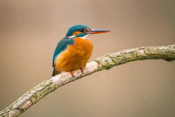 Gemensam kungsfiskare (Alcedo vid detta) — Stockfoto