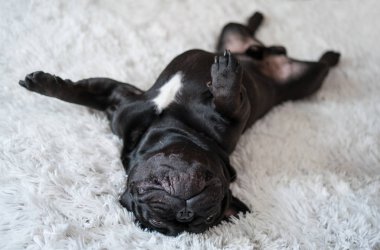 köpek yavrusu Fransız buldozer