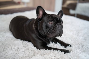 köpek yavrusu Fransız buldozer