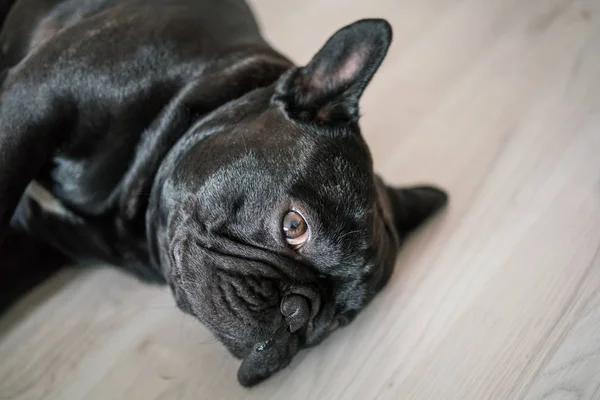 Puppy Franse bulldog — Stockfoto
