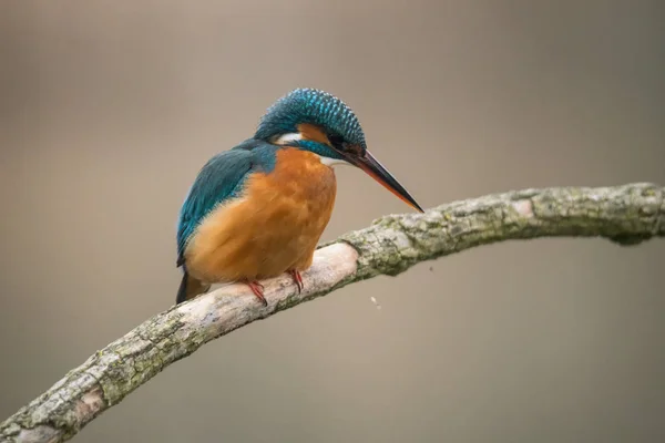 一般的なカワセミ(Alcedo atthis) — ストック写真