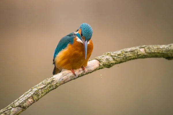 一般的なカワセミ(Alcedo atthis) — ストック写真