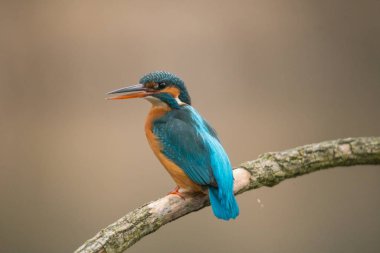Genel Kingfisher (Alcedo at this)