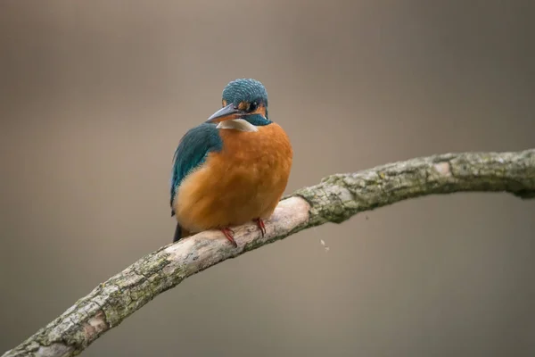 一般的なカワセミ(Alcedo atthis) — ストック写真