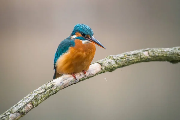 一般的なカワセミ(Alcedo atthis) — ストック写真