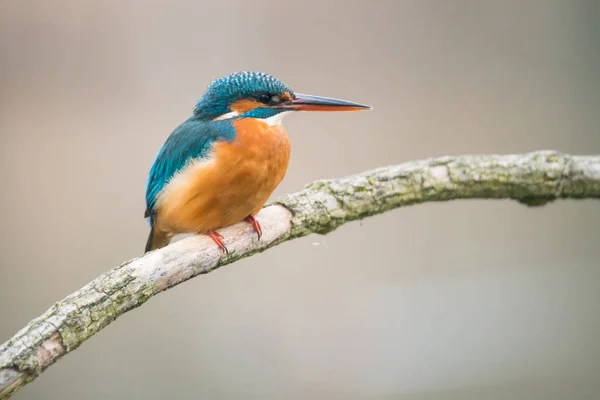 一般的なカワセミ(Alcedo atthis) — ストック写真