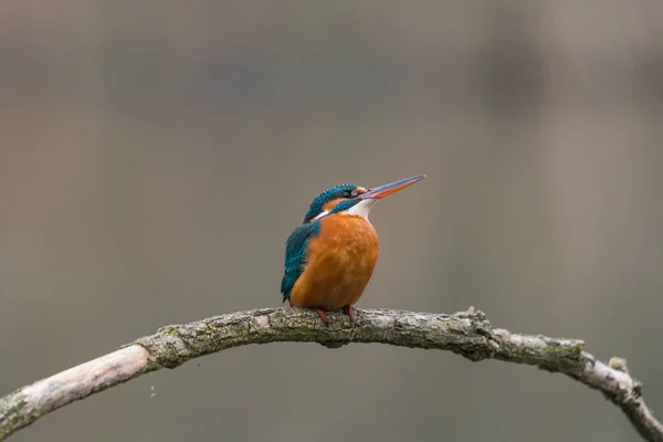 Gemensam kungsfiskare (Alcedo vid detta) — Stockfoto