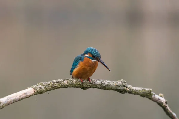 Gemensam kungsfiskare (Alcedo vid detta) — Stockfoto