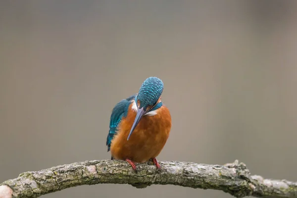 Gewone ijsvogel (Alcedo at this) — Stockfoto