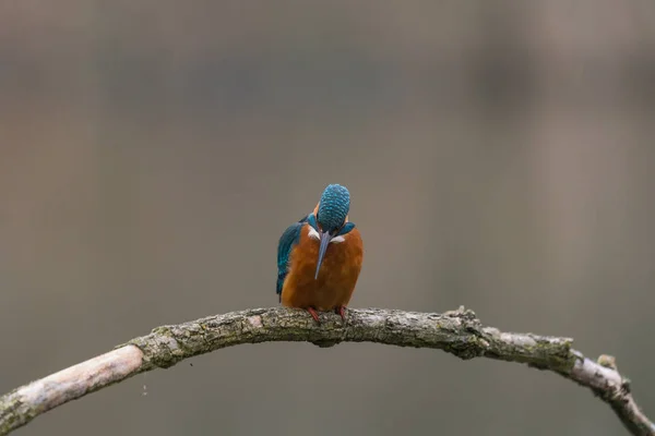 Gemensam kungsfiskare (Alcedo vid detta) — Stockfoto