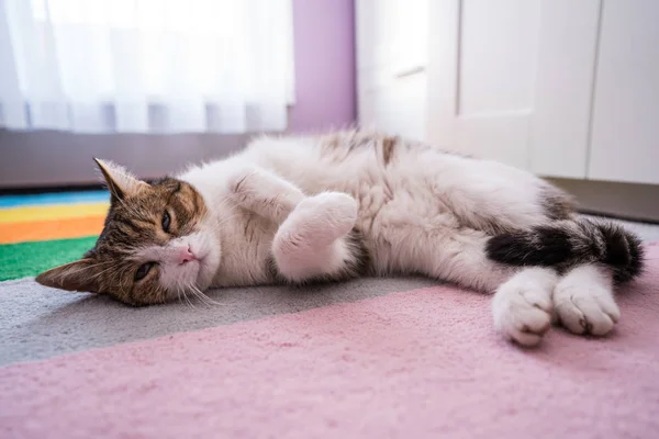 Perezoso gato durmiendo en colorido alfombra —  Fotos de Stock