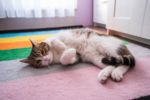 Faule Katze schläft auf buntem Teppich — Stockfoto