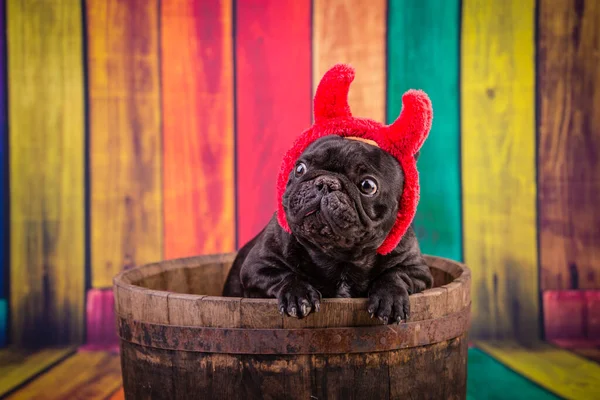 Devil french bulldog — Stock Photo, Image