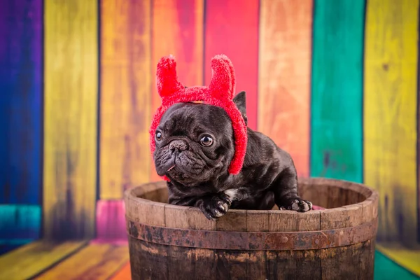 Teufel Französische Bulldogge — Stockfoto