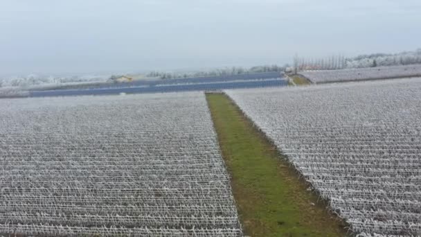 Winter Frostige Weinberglandschaft Bedeckt Von Weißem Flockeneis Der Nähe Von — Stockvideo