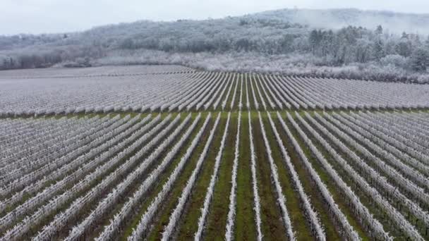 Winter Frosty Vineyard Landscape Covered White Flake Ice Harkany — 비디오