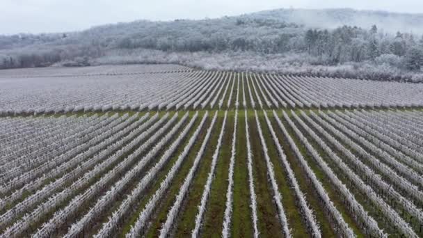 Vinter Frostig Vingård Landskap Täckt Vita Flingor Nära Harkany — Stockvideo