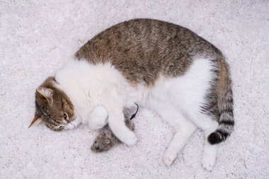 Tembel kedi fareyle uyuyor