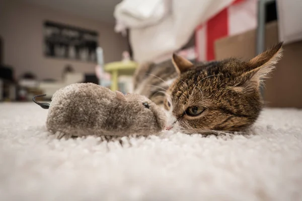 Perezoso Gato Durmiendo Con Ratón —  Fotos de Stock