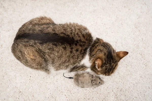 Лінивий Кіт Спить Мишкою — стокове фото