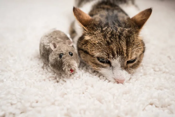 ネズミと寝てる怠惰な猫 — ストック写真