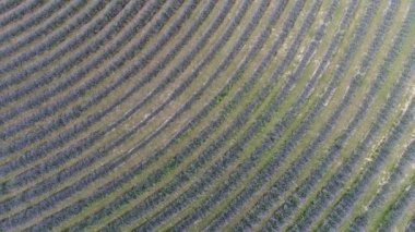 yukarıdan koroshegy güzel lavanta çiçeği.