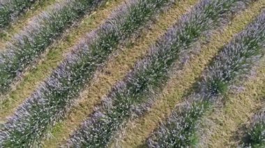 yukarıdan koroshegy güzel lavanta çiçeği.