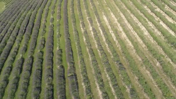 Bei Fiori Lavanda Dall Alto Koroshegy — Video Stock