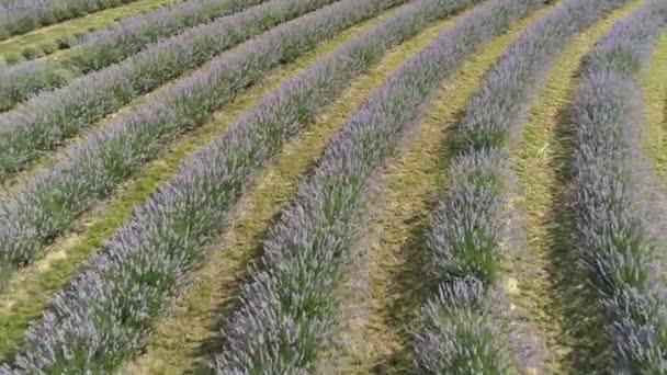 Hermosas Flores Lavanda Desde Arriba Koroshegy — Vídeo de stock