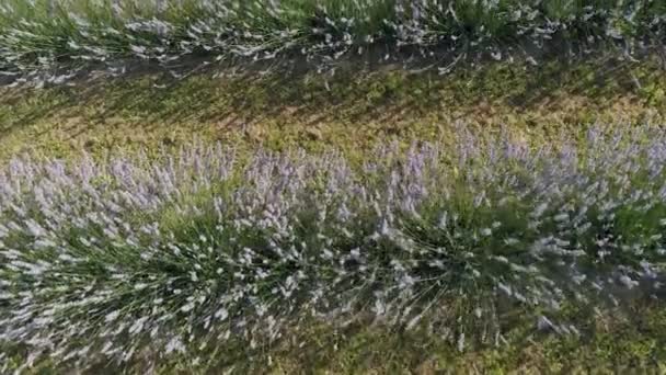 Hermosas Flores Lavanda Desde Arriba Koroshegy — Vídeo de stock