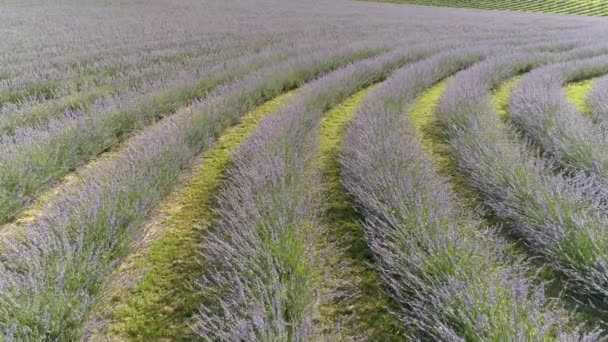 Bei Fiori Lavanda Dall Alto Koroshegy — Video Stock