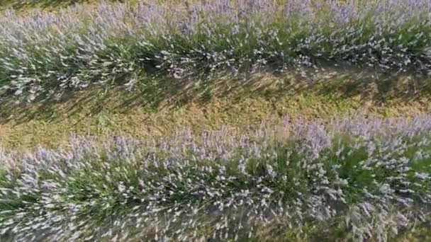 Wunderschöne Lavendelblüten Von Oben Koroshegy — Stockvideo