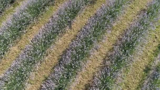 Красивые Лавандовые Цветы Сверху Корошегах — стоковое видео