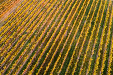 Macaristan, Villany 'deki güzel sonbahar üzüm bağının hava manzarası