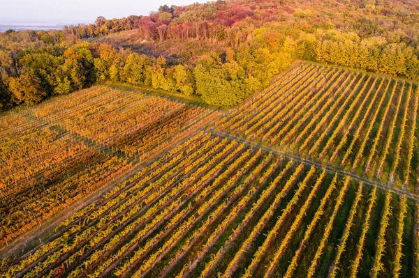 Vista Aérea Hermoso Viñedo Otoño Villany Hungría — Foto de Stock