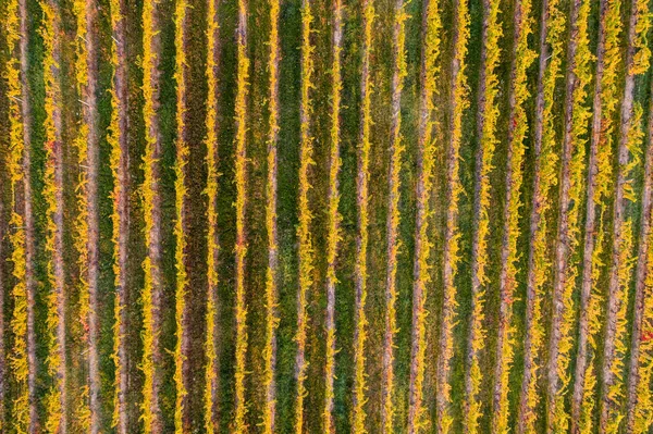 Letecký Pohled Krásnou Podzimní Vinici Villany Maďarsko — Stock fotografie
