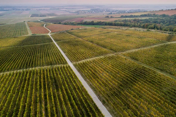 Vista Aérea Hermoso Viñedo Otoño Villany Hungría —  Fotos de Stock