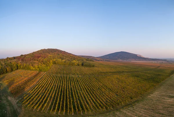 Vista Aérea Hermoso Viñedo Otoño Villany Hungría — Foto de Stock