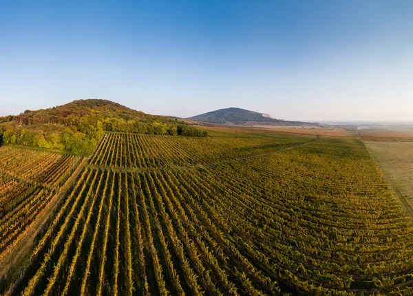 Vista Aérea Hermoso Viñedo Otoño Villany Hungría — Foto de Stock