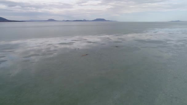 Ledové Jezero Balaton Drone Pohled Zimě — Stock video